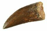Carcharodontosaurus Tooth - Real Dinosaur Tooth #351718-1